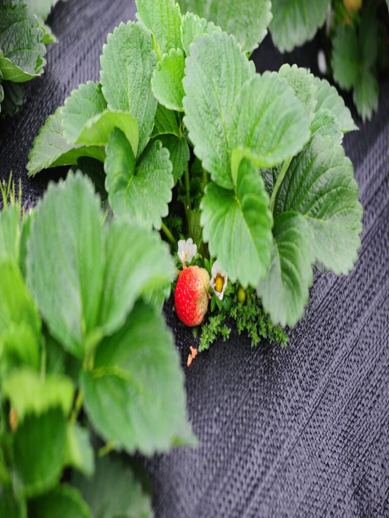 toile de paillage tissée noire autour d'un pied de fraisier