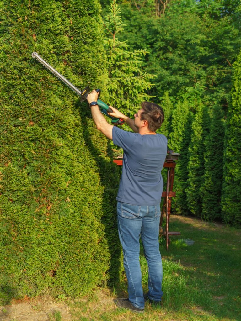 Taille-haie électrique utilisé pour tailler une haie de thuyas dans un jardin